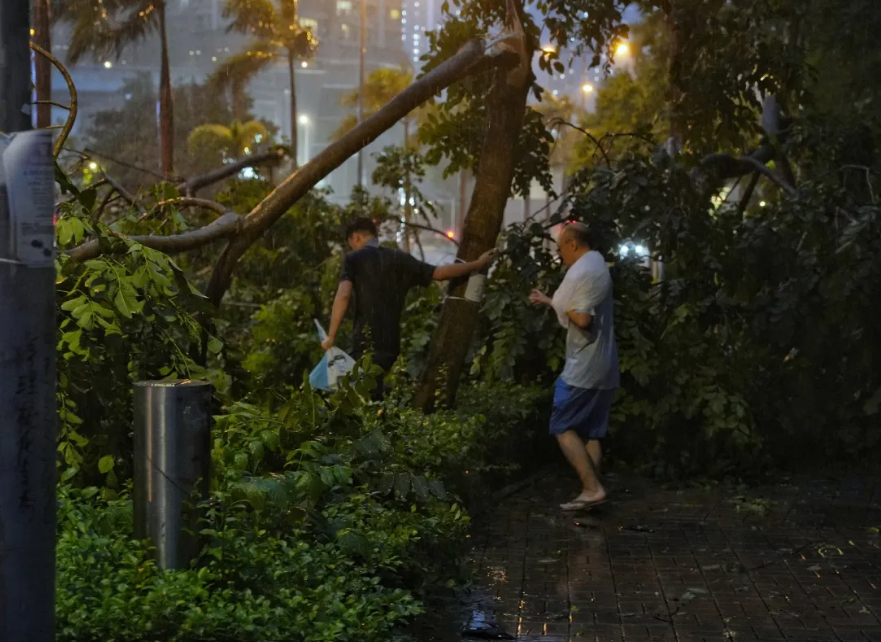 Green Organization Calls For Hong Kong Wood Recycling Facility To Increase Efforts And Openness In The Wake Of The Super Typhoon 8 typhoon