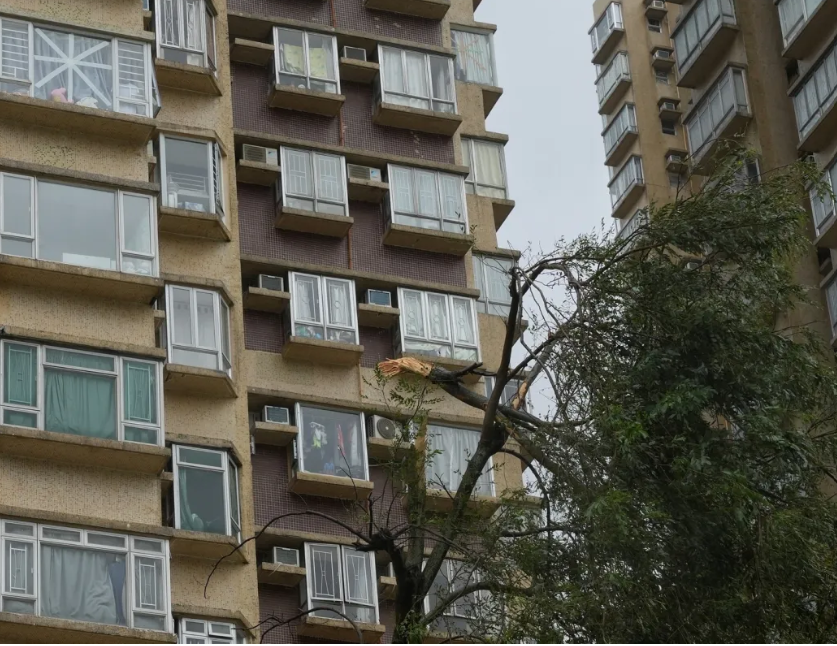 Green Organization Calls For Hong Kong Wood Recycling Facility To Increase Efforts And Openness In The Wake Of The Super Typhoon 9 23