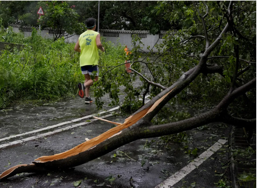 Green Organization Calls For Hong Kong Wood Recycling Facility To Increase Efforts And Openness In The Wake Of The Super Typhoon 11 24