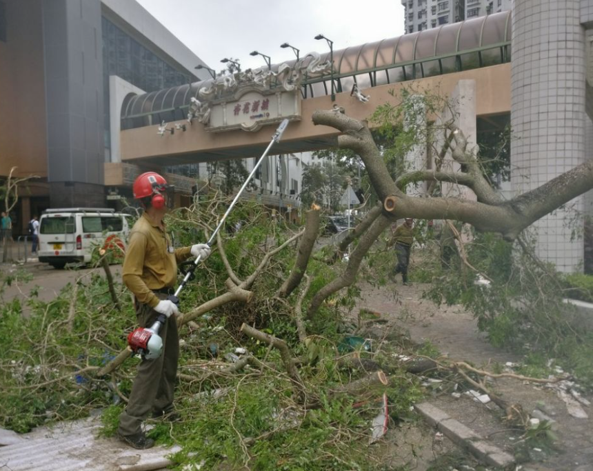 Green Organization Calls For Hong Kong Wood Recycling Facility To Increase Efforts And Openness In The Wake Of The Super Typhoon 10 25