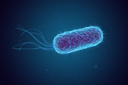 Electricity generation from bacteria