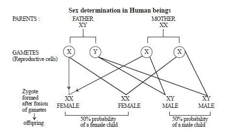 CHROMOSOMES 4