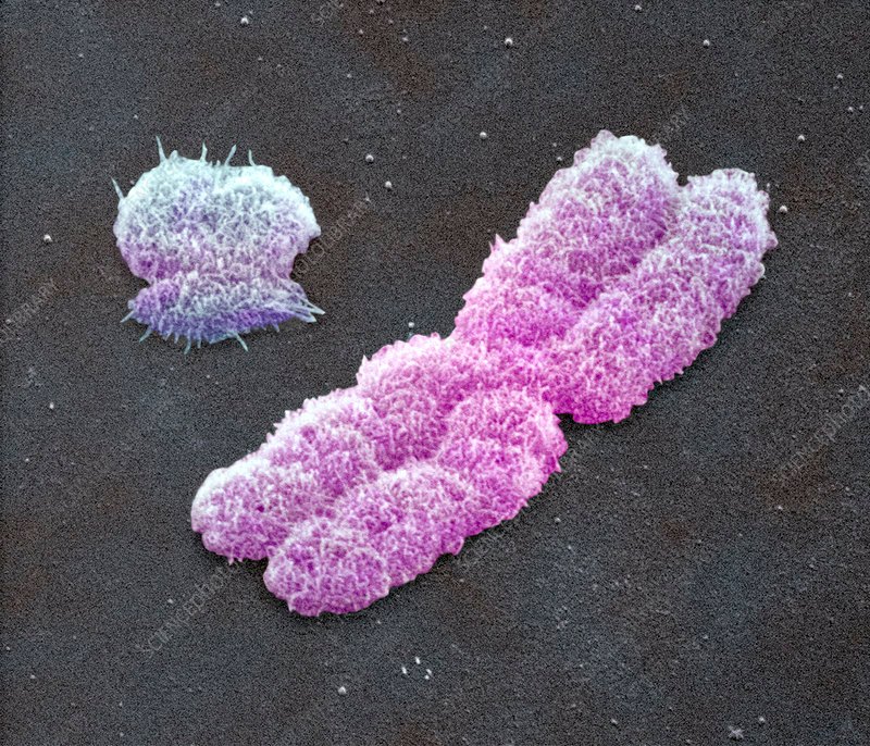 CHROMOSOMES Y2