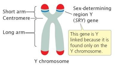 CHROMOSOMESY3