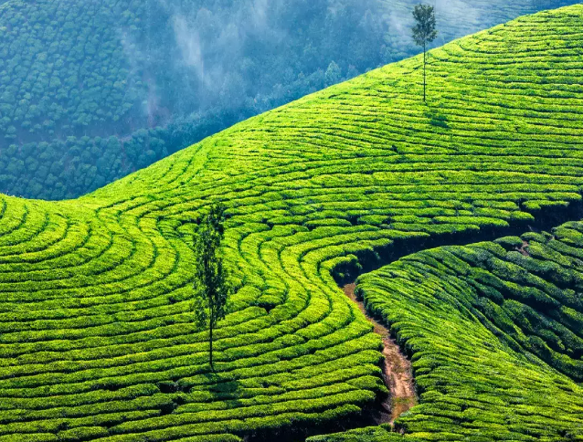 Munnar