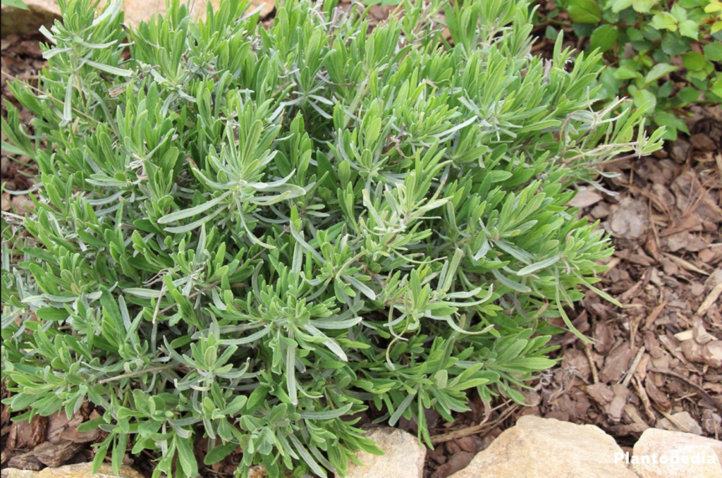 Lavandula angustifolia, Stress-Relieving Plant