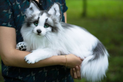 canadian marble fox