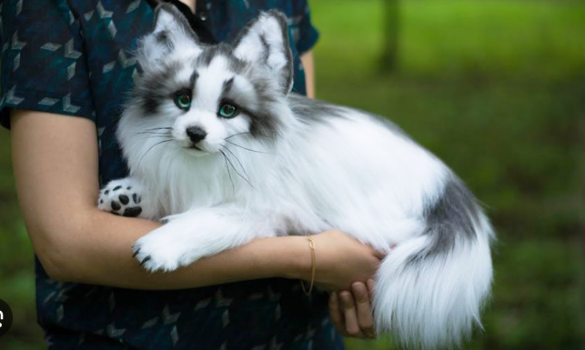 canadian marble fox