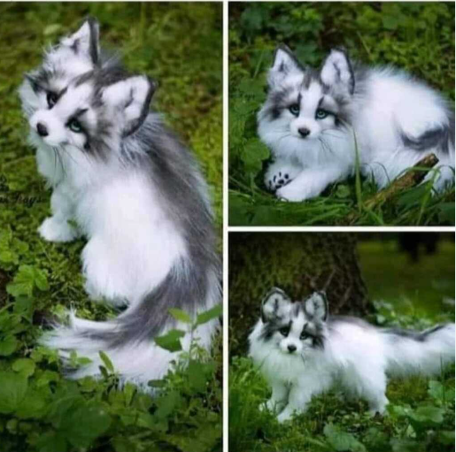 canadian marble fox