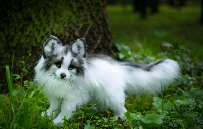 canadian marble fox