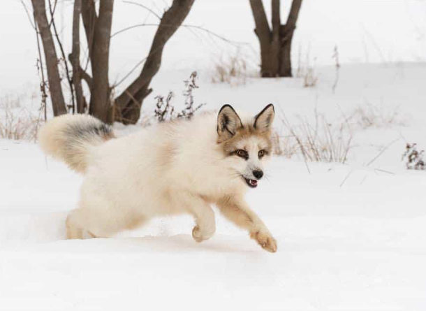 canadian marble fox