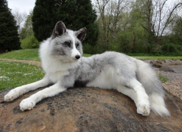 canadian marble fox