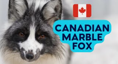 Canadian marble fox