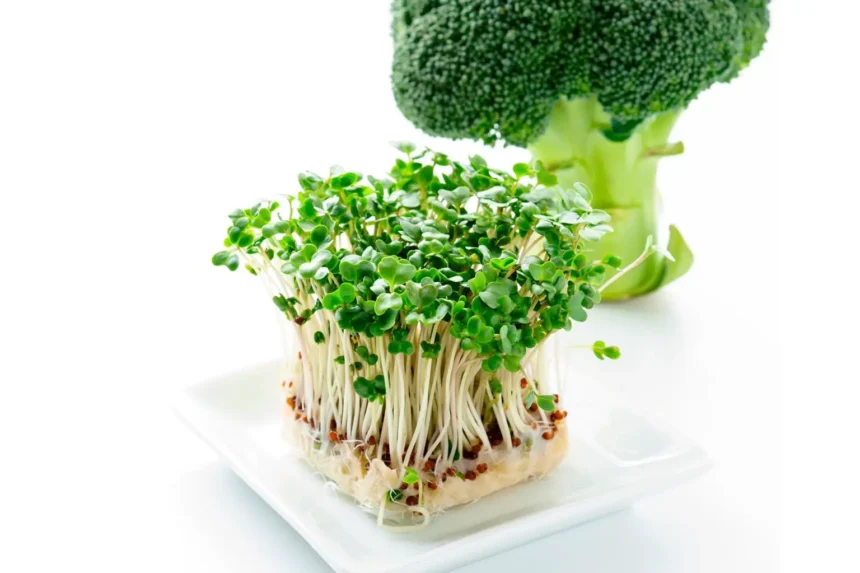 broccoli sprout