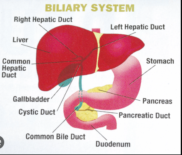 bile reflux