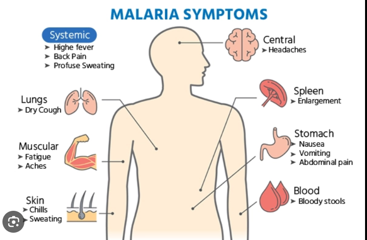 maraia vaccine