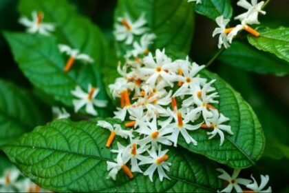 Harsingar flower, Parijaat, Raatrani