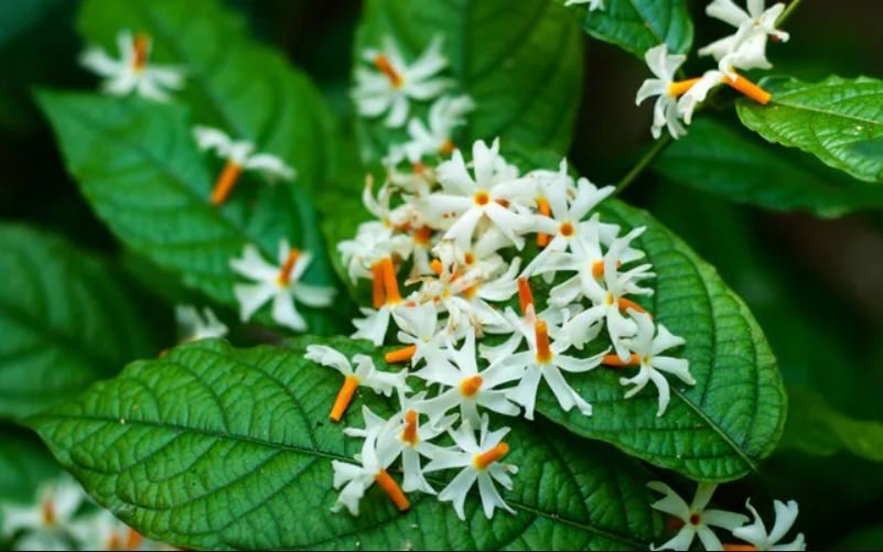 Harsingar flower, Parijaat, Raatrani