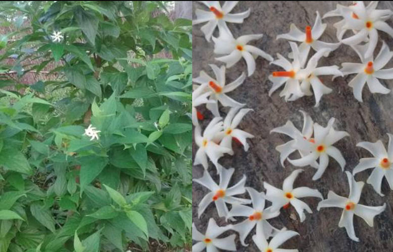 Harshingar Flowers, Benefits of Harsingar flower, Parijaat, Raatrani