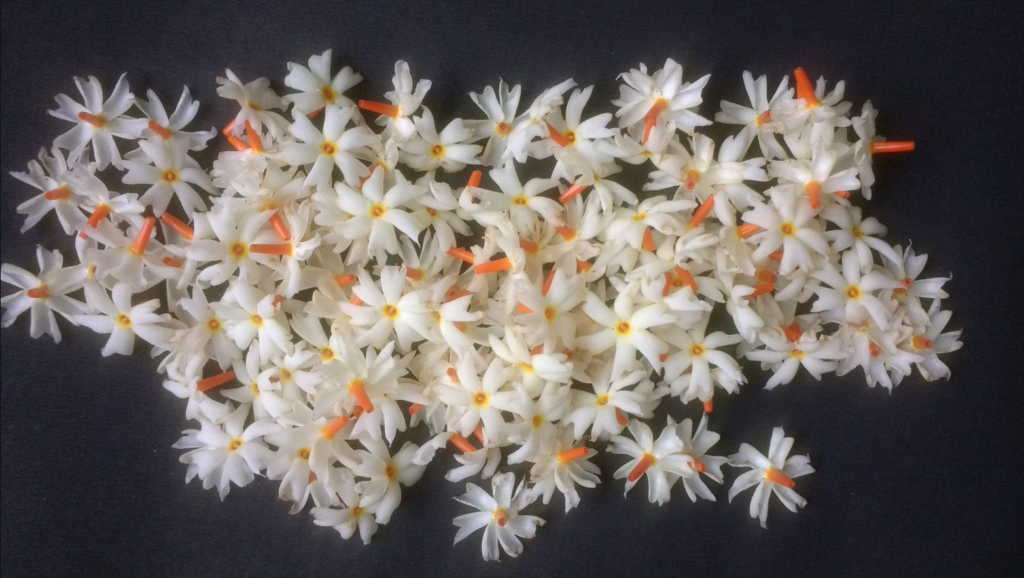 Harshingar Flowers, Benefits of Harsingar flower, Parijaat, Raatrani