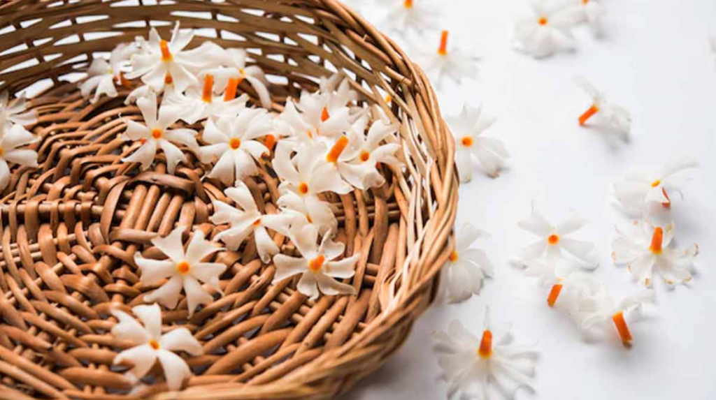 Harshingar Flowers, Benefits of Harsingar flower, Parijaat, Raatrani