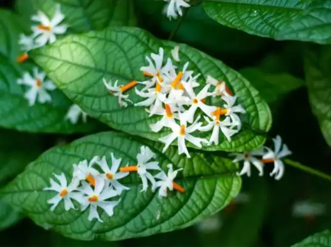 Harshingar Flowers, Benefits of Harsingar flower, Parijaat, Raatrani