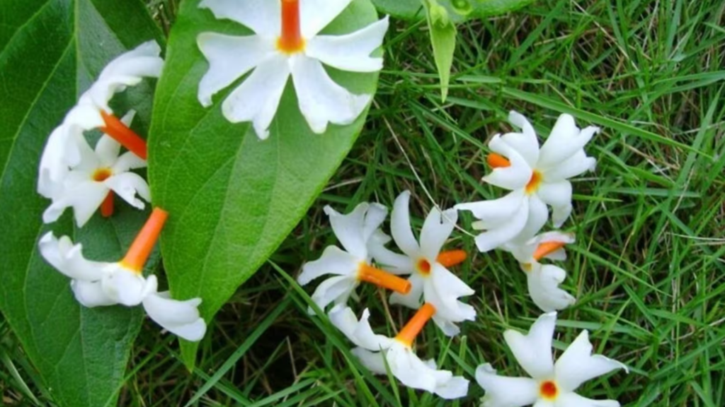 Harshingar Flowers, Benefits of Harsingar flower, Parijaat, Raatrani