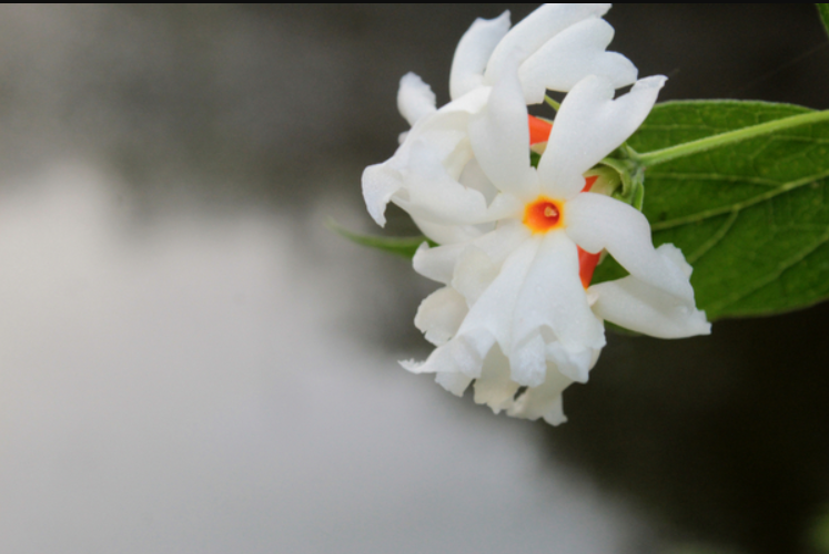 Harshingar Flowers, Benefits of Harsingar flower, Parijaat, Raatrani