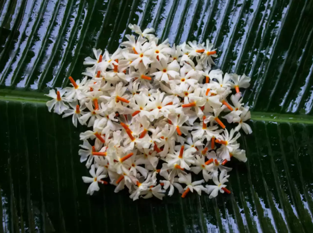 Harshingar Flowers, Benefits of Harsingar flower, Parijaat, Raatrani