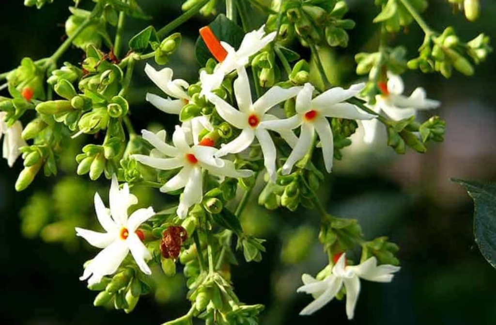 Harshingar Flowers, Benefits of Harsingar flower, Parijaat, Raatrani