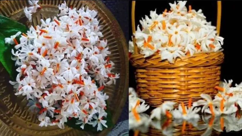 Harshingar Flowers, Benefits of Harsingar flower, Parijaat, Raatrani