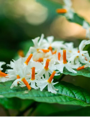 Harshingar Flowers, Benefits of Harsingar flower, Parijaat, Raatrani