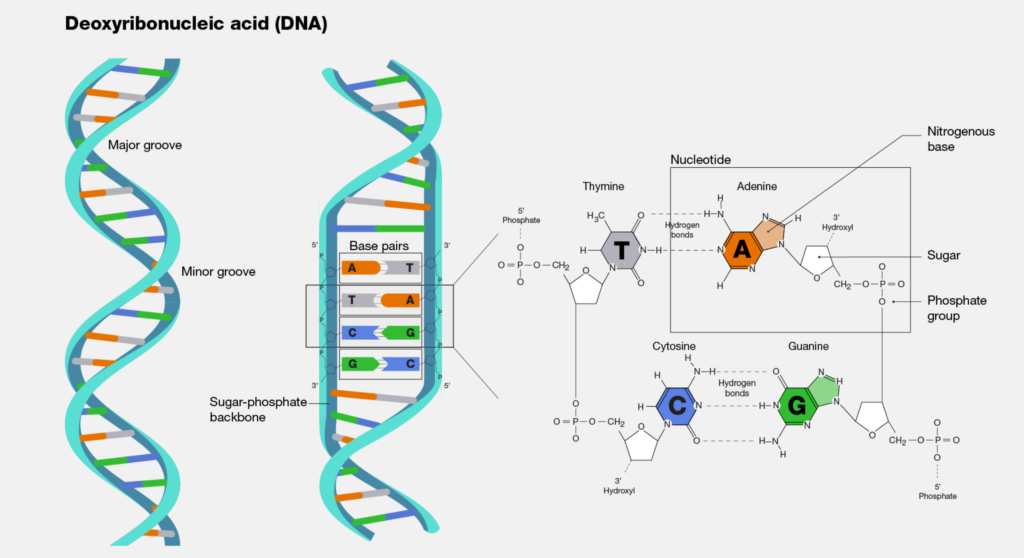 DNA