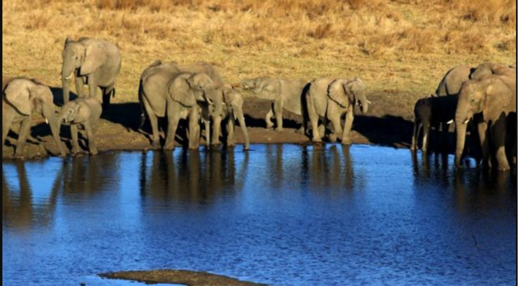 African elephants