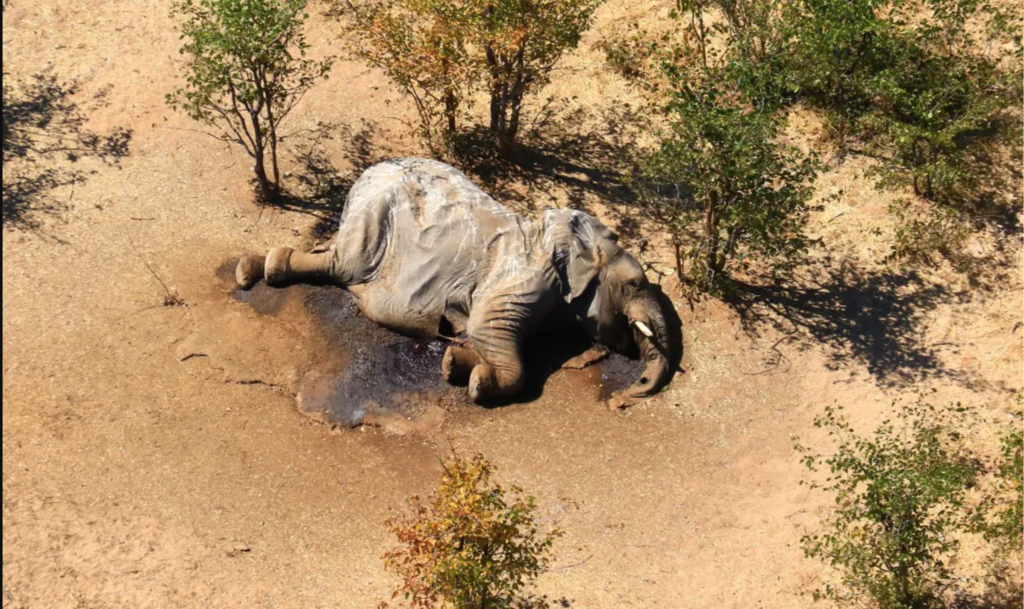 African elephants