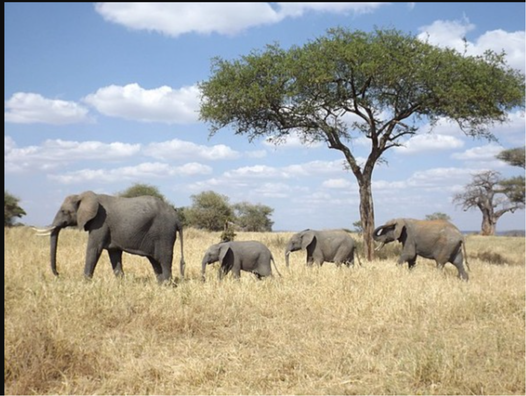 African elephants