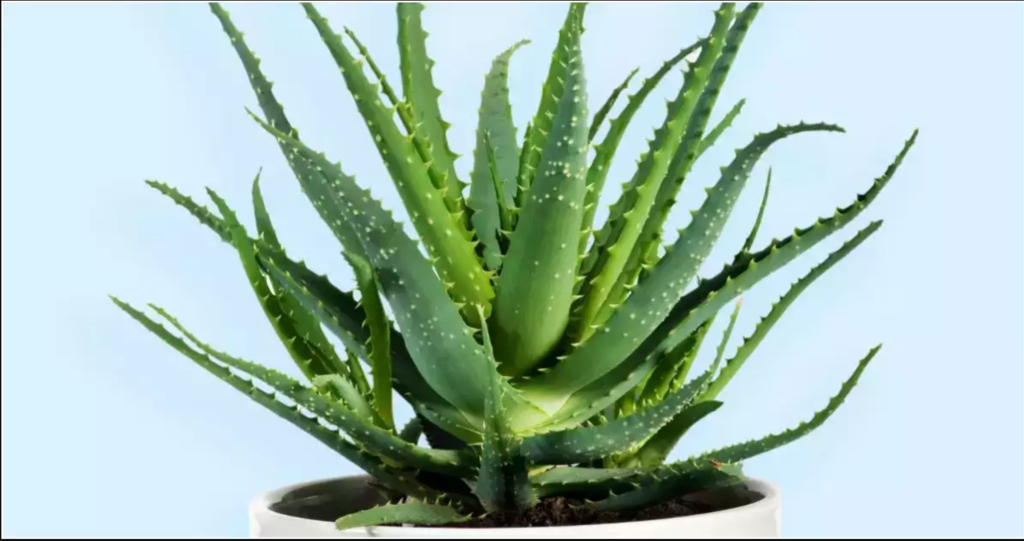 Vastu Tips For Aloe Vera Plants, Aloevera