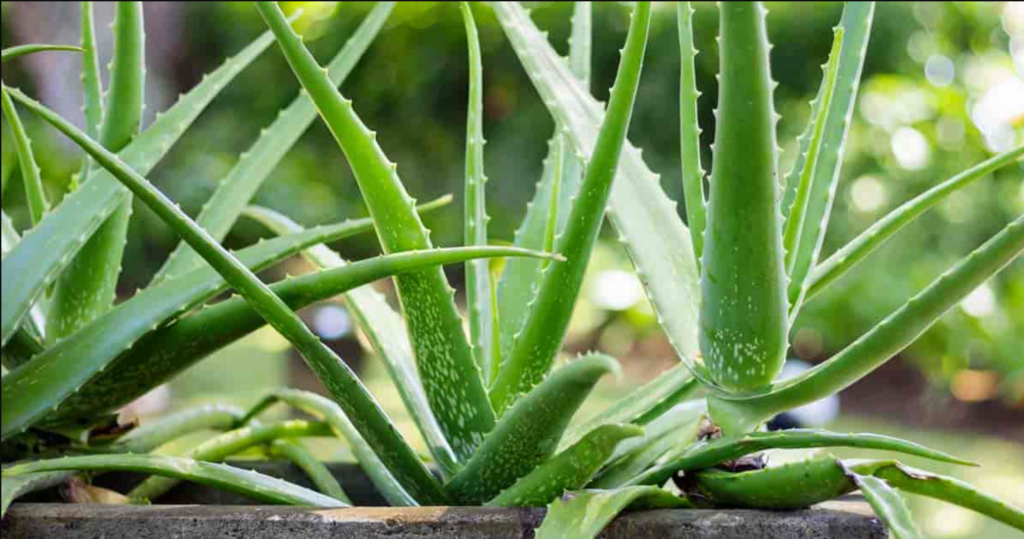 Vastu Tips For Aloe Vera Plants, Aloevera