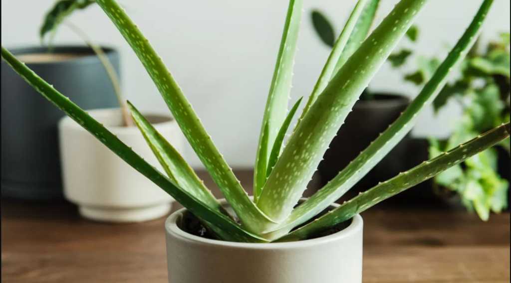 Vastu Tips For Aloe Vera Plants, Aloevera