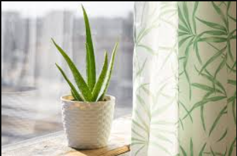 Vastu Tips For Aloe Vera Plants, Aloevera