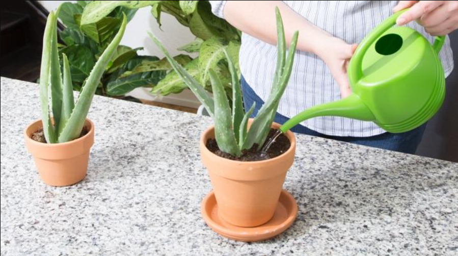 Vastu Tips For Aloe Vera Plants, Aloevera