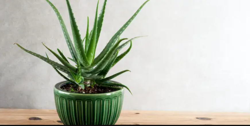 Vastu Tips For Aloe Vera Plants, Aloevera