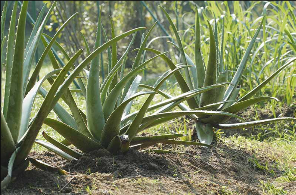 Vastu Tips For Aloe Vera Plants, Aloevera