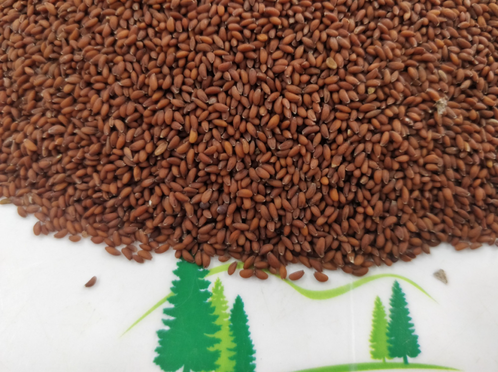 Garden Cress Seeds