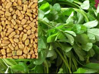 Fenugreek Seeds, methi Seeds