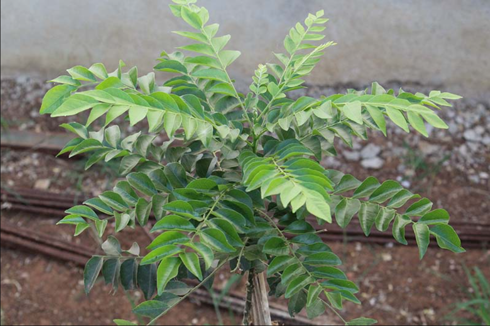 Benefits of Curry Leaves, Curry Leaves