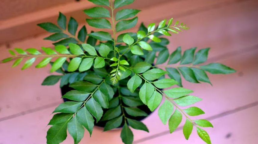 Benefits of Curry Leaves, Curry Leaves