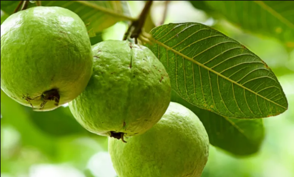 Benefits of Guava for Skin, Guava Leaves