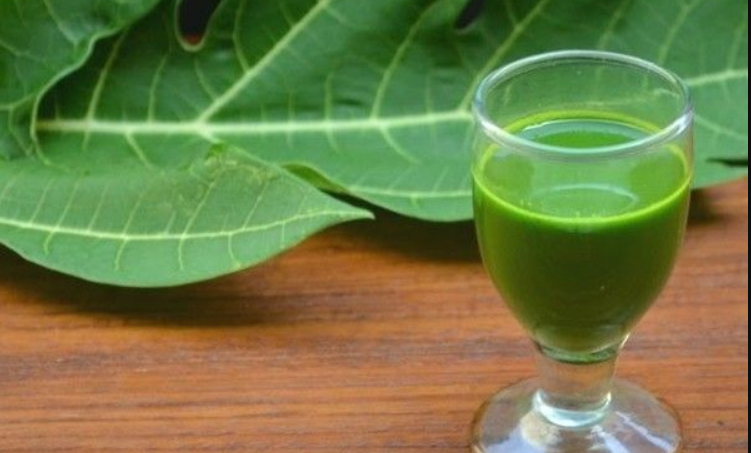 Papaya Leaves, Papaya Leaves Juice, benfits of Papaya Leaves