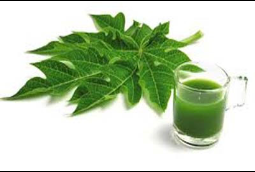 Papaya Leaves, Papaya Leaves Juice, benfits of Papaya Leaves